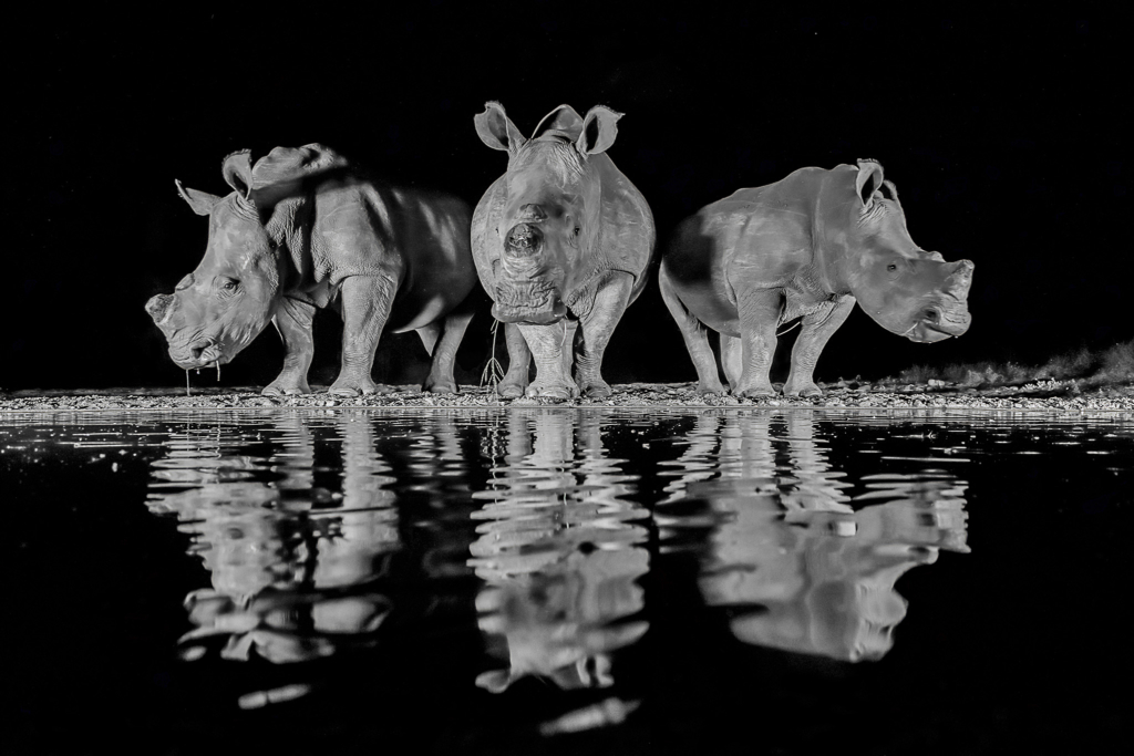 photo of 3 white rhinos