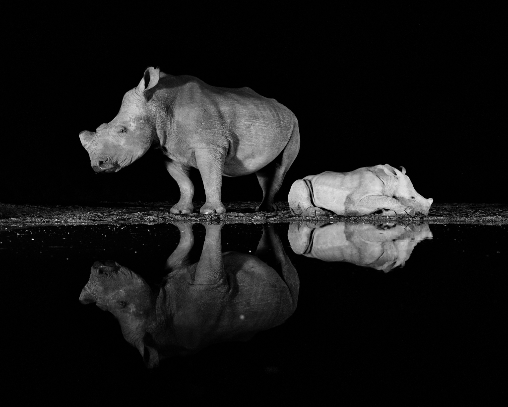 A rhino and her calf