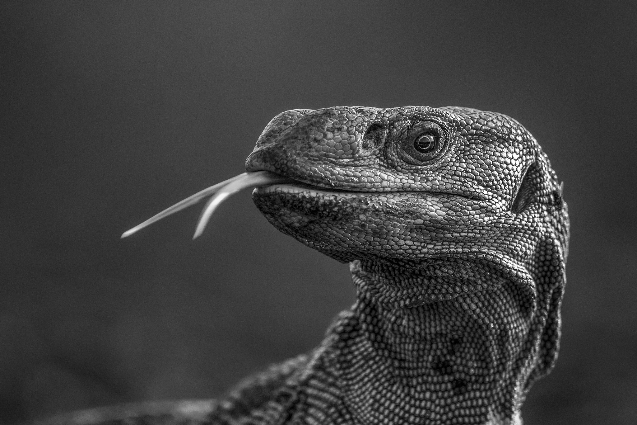 Profile of a monitor lizard's head with its tongue protruding