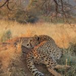 Cheetah lying on a termite mound