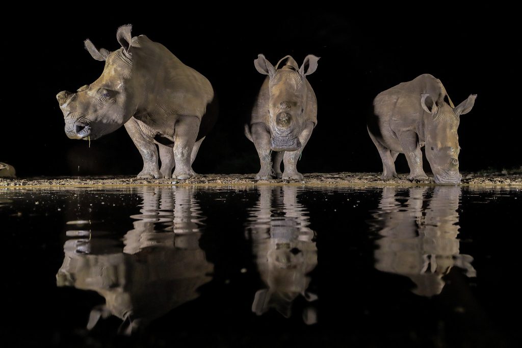 3 white rhinos drinking at night
