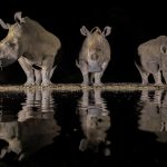 3 white rhinos drinking at night