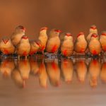 !5 common waxbills lined up at the water's edge